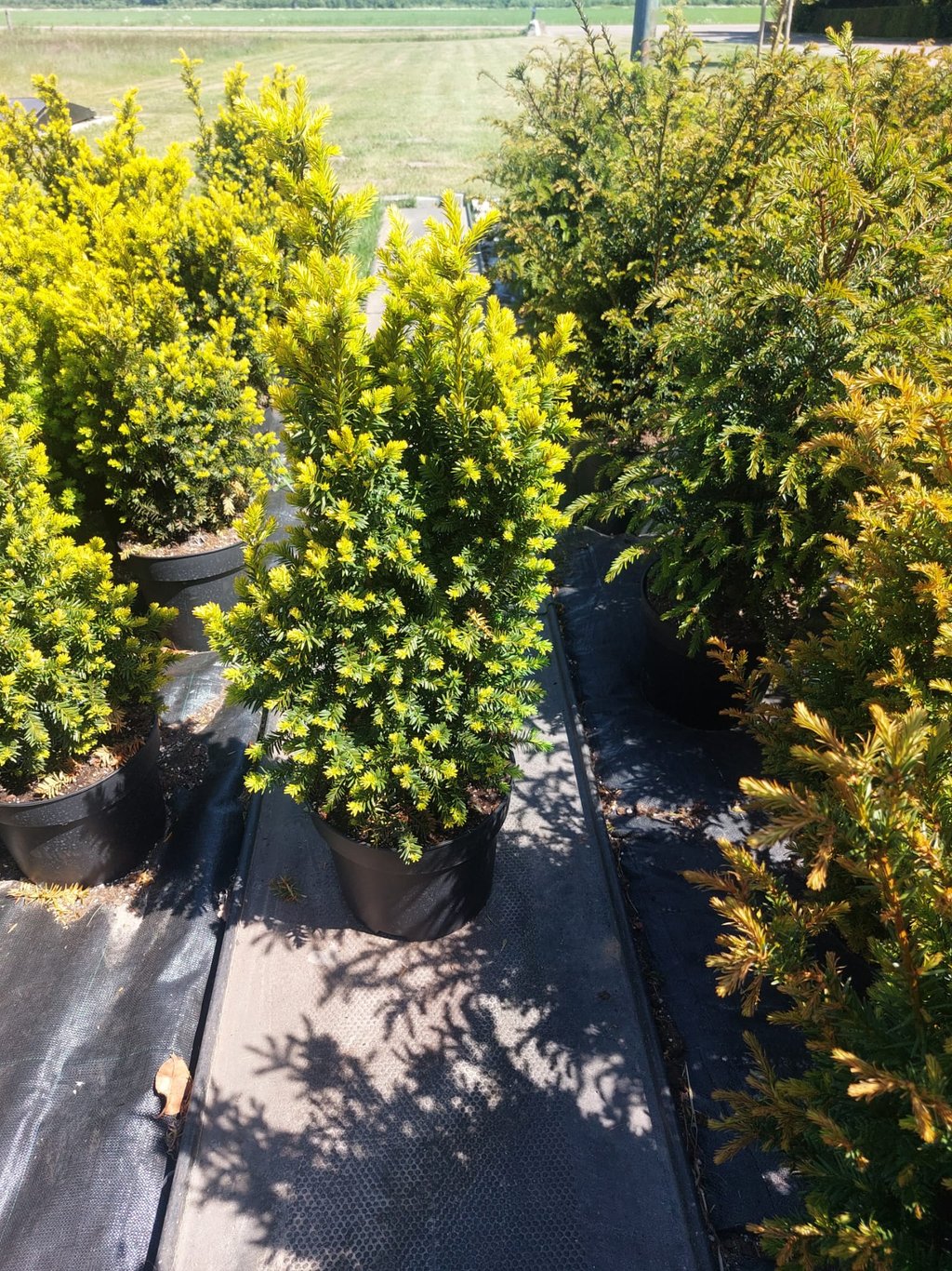 Taxus b. 'Judith' - C10 50-60 CM